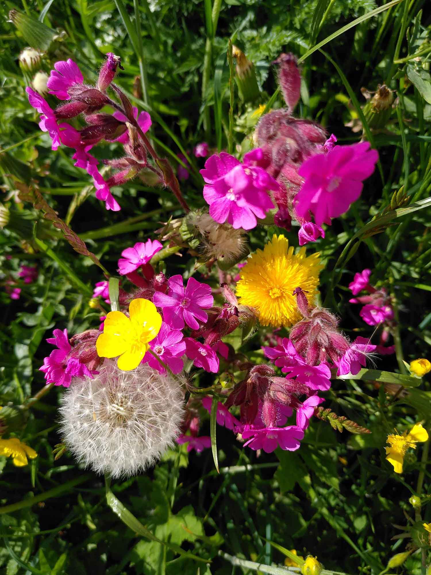 05_01_Unsere-Kraftquelle_Wiesenblumen